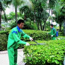 专业铸就品质 怡轩园林广州工厂绿化养护服务纪实