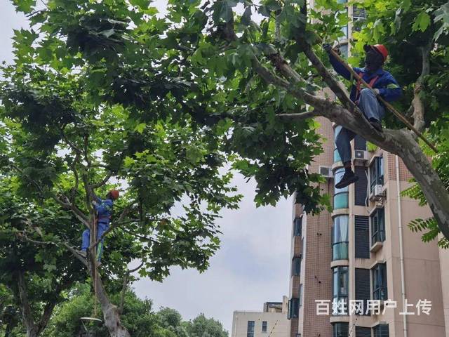 佛山绿化养护哪里有？云怡轩科技（怡轩园林绿化）专业养护服务全解析